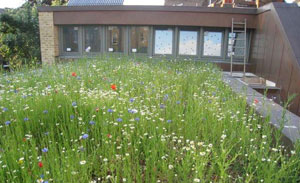 Extensive substrate for green roofs