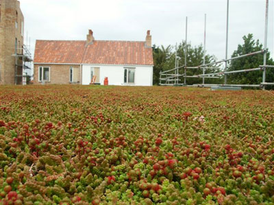 Extensive Substrate used on with plug planted sedum