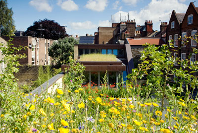 Intensive green roof substrate used with planted shrubs